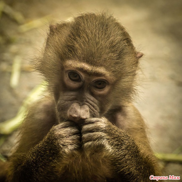 ZOO или моя фотоохота в Сингапурском зоопарке