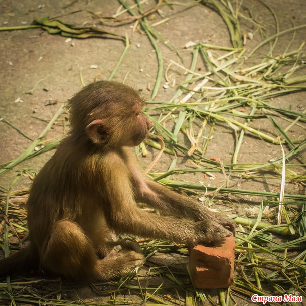 ZOO или моя фотоохота в Сингапурском зоопарке