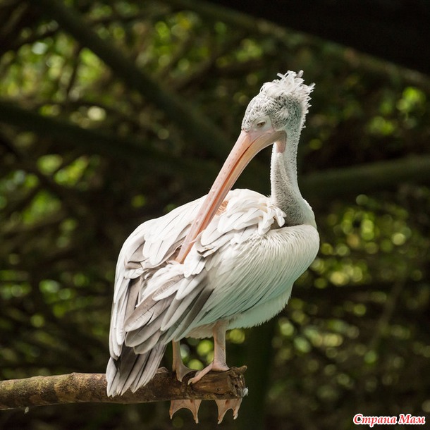 ZOO или моя фотоохота в Сингапурском зоопарке