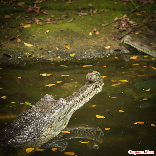 ZOO или моя фотоохота в Сингапурском зоопарке