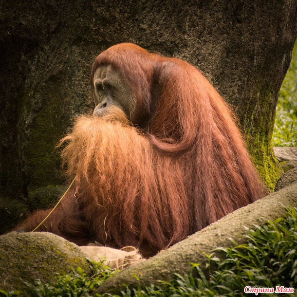 ZOO или моя фотоохота в Сингапурском зоопарке