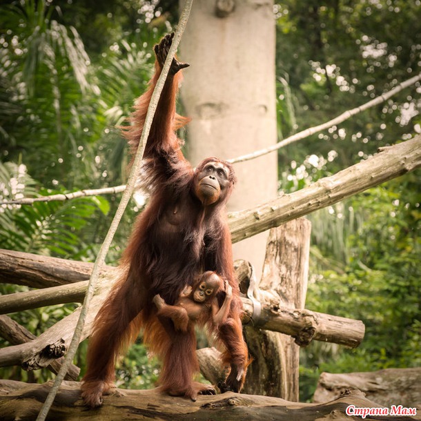 ZOO или моя фотоохота в Сингапурском зоопарке