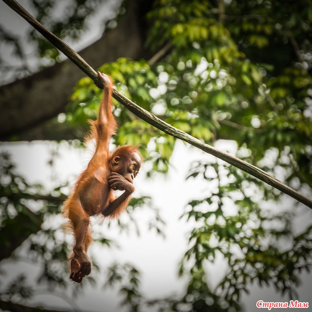 ZOO или моя фотоохота в Сингапурском зоопарке