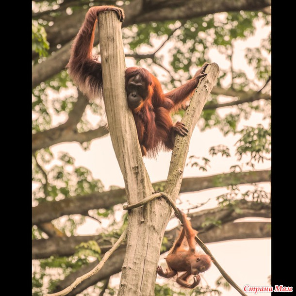 ZOO или моя фотоохота в Сингапурском зоопарке