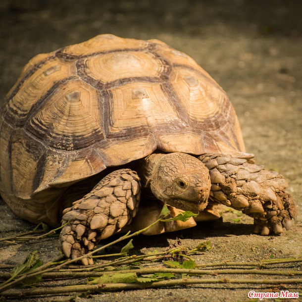ZOO или моя фотоохота в Сингапурском зоопарке