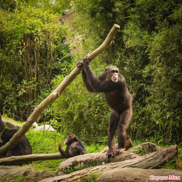 ZOO или моя фотоохота в Сингапурском зоопарке