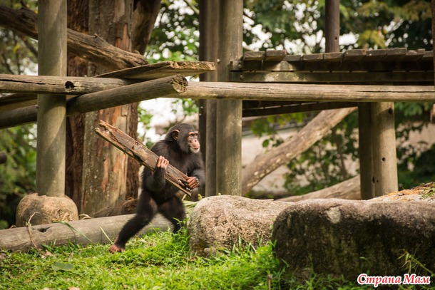 ZOO или моя фотоохота в Сингапурском зоопарке