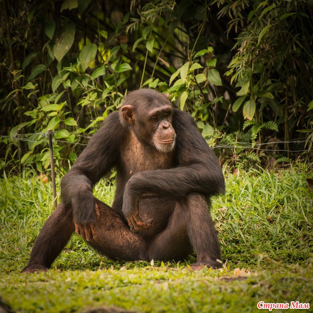 ZOO или моя фотоохота в Сингапурском зоопарке