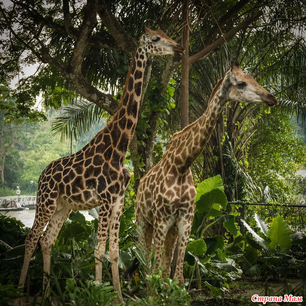 ZOO или моя фотоохота в Сингапурском зоопарке