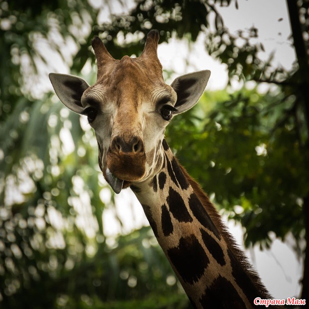 ZOO или моя фотоохота в Сингапурском зоопарке