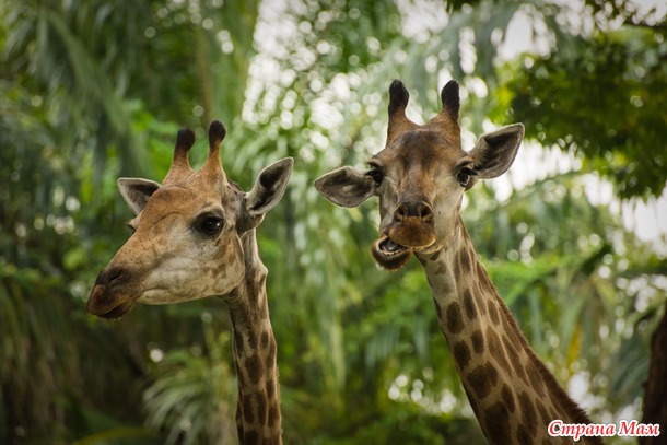 ZOO или моя фотоохота в Сингапурском зоопарке