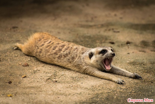 ZOO или моя фотоохота в Сингапурском зоопарке