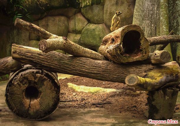 ZOO или моя фотоохота в Сингапурском зоопарке
