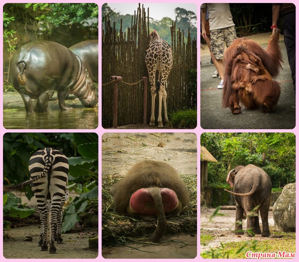 ZOO или моя фотоохота в Сингапурском зоопарке