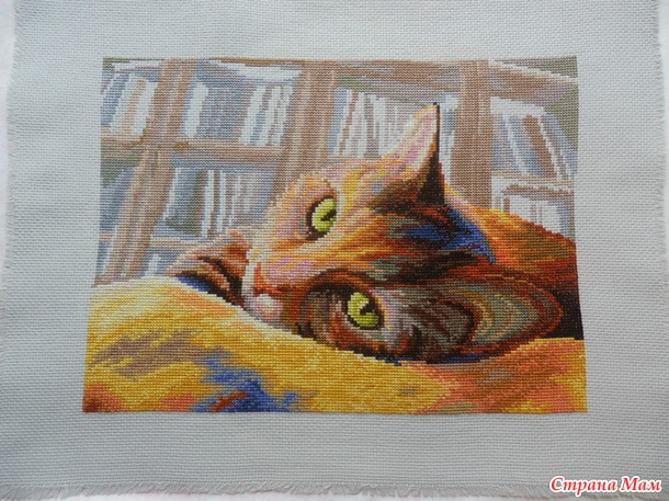 *"Кот- библиотекарь" пришел с багетки