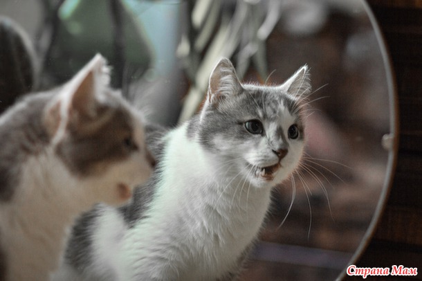 Удивленный кот