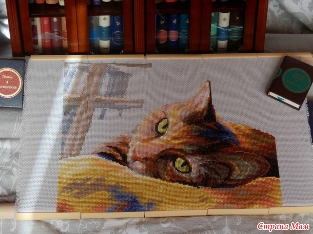 *"Кот- библиотекарь" пришел с багетки