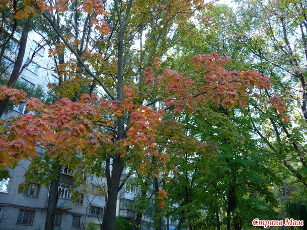 Бабье лето 2014, приятна мне твоя прощальная краса...