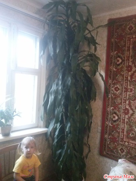 "Дерево Счастья", а может это разновидность драцены?