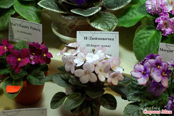 Пятый ежегодный фестиваль геснериевых "Рандеву в кафе Сент-Поль" в Киеве.