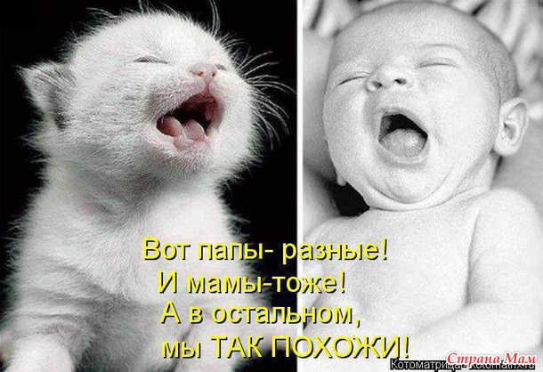 Коты и дети
