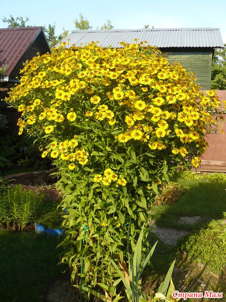 Осенние цветы.