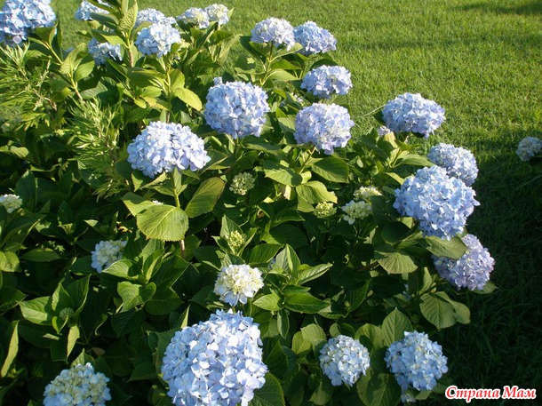 Яркая, солнечная, теплая - почти уже родная...