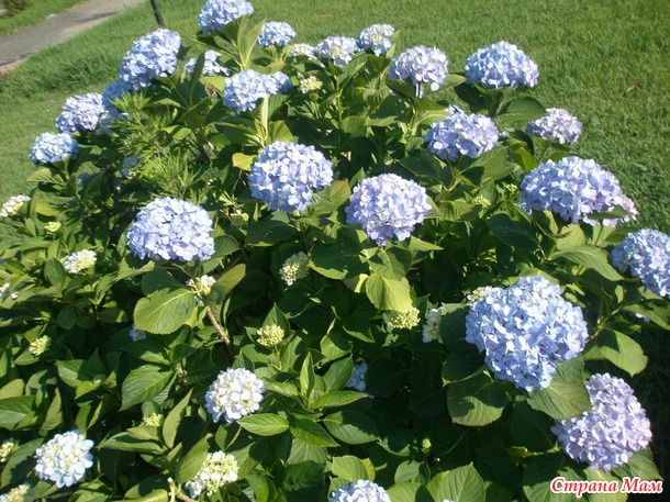 Яркая, солнечная, теплая - почти уже родная...