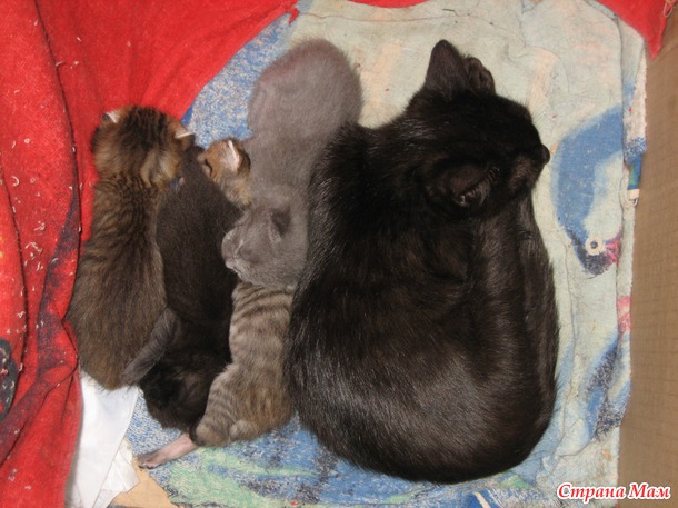 Мои кошаки