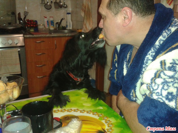 А у вас собака попрошайничает?