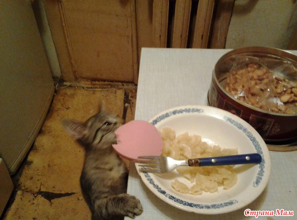 Котёныши