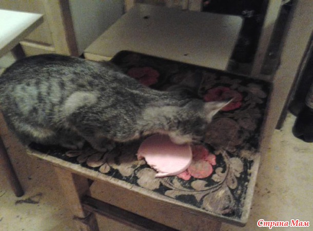 Котёныши