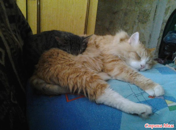 Котёныши