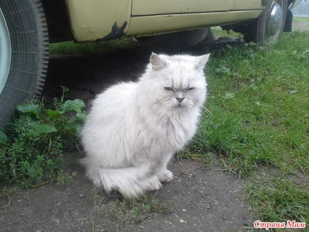 Вот такая вот красотка