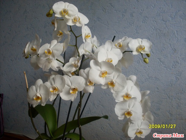 Мои цветочки