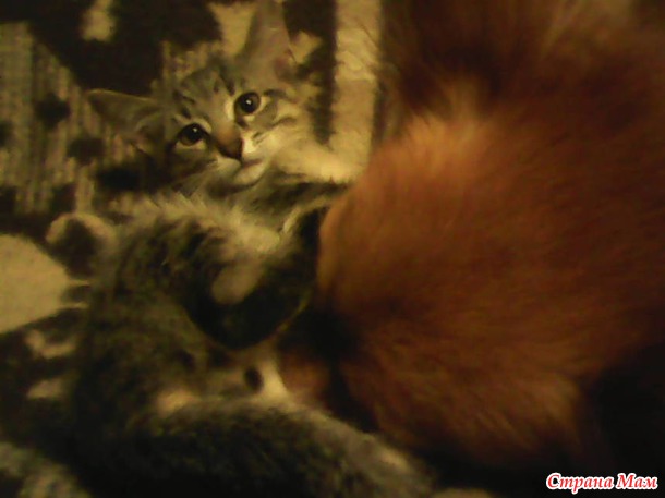 Котёныши