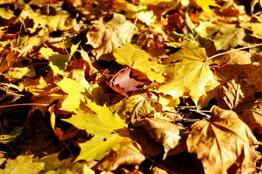 Пришел сентябрь золотой. Шуршание листьев. Картинка на кустах шуршит листва.. Шуршим листками. Шуршать листьями семья.