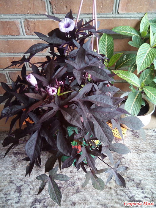 Комнатные растения с темными листьями фото и названия