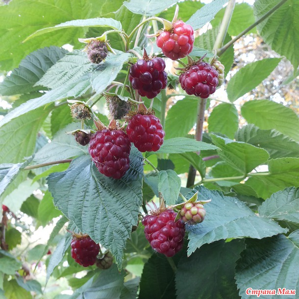 Мое лето. Краткий обзор :)