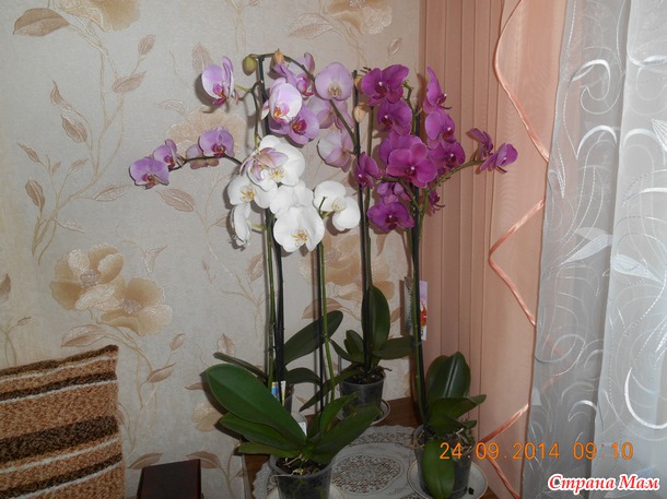 В чём причина?