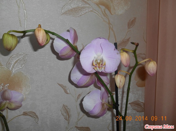 В чём причина?