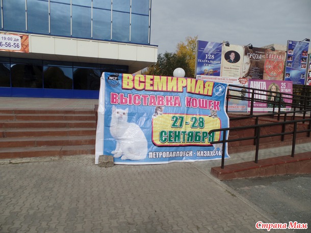 Всемирная выставка кошек. Фото.
