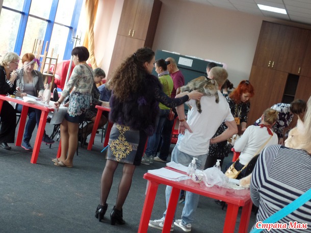 Всемирная выставка кошек. Фото.