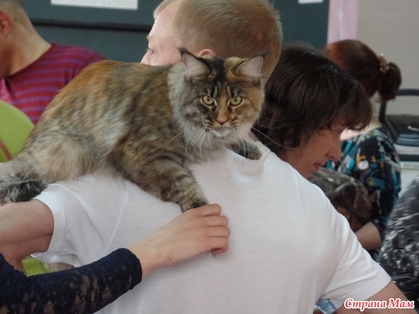 Всемирная выставка кошек. Фото.