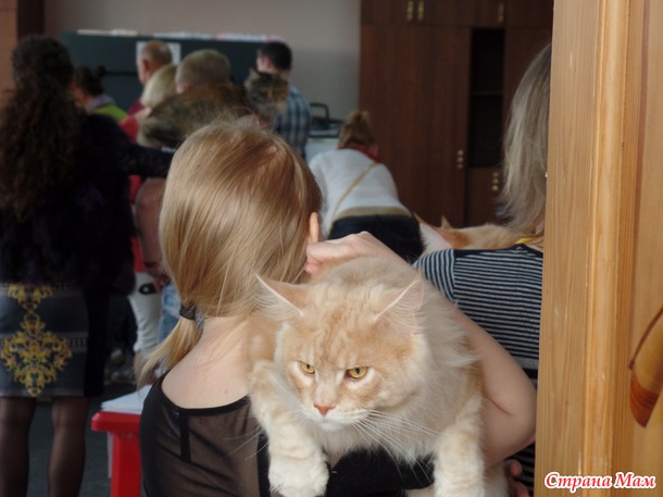 Всемирная выставка кошек. Фото.