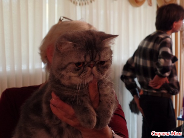 Всемирная выставка кошек. Фото.