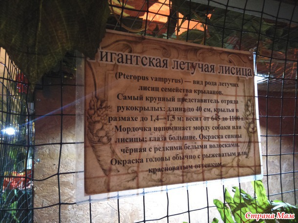 Крокодиловая ферма снова в Самаре!