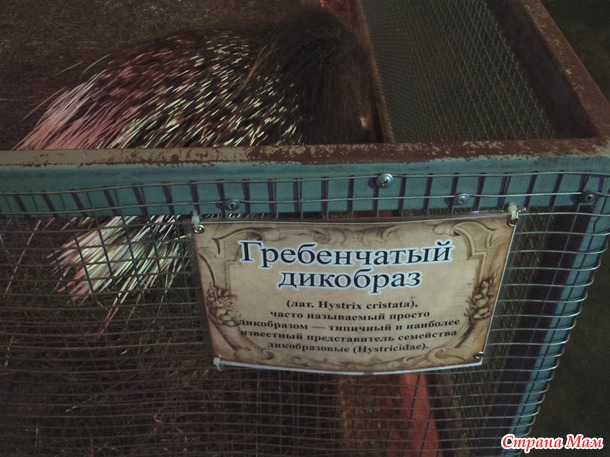 Крокодиловая ферма снова в Самаре!