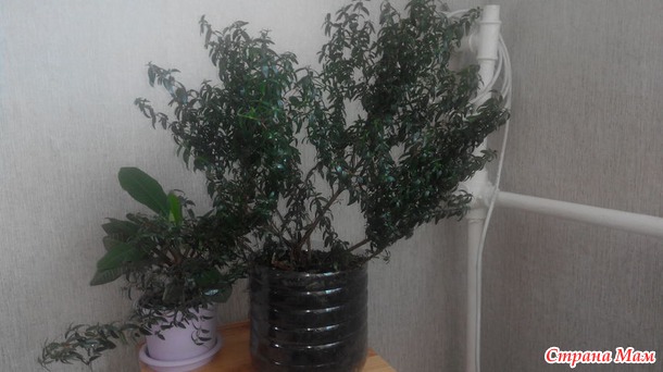 Подскажите названия растюшек.