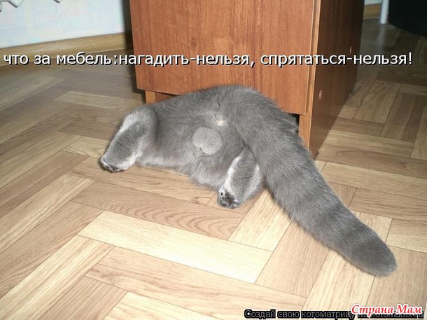 Всем любителям кошек - сюда!